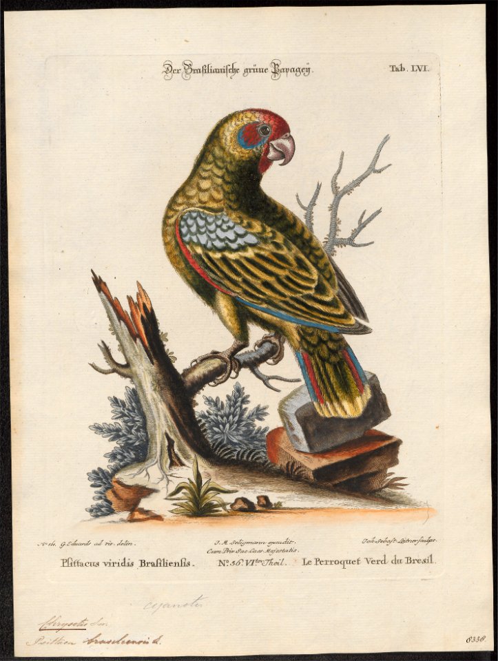Chrysotis brasiliensis - 1700-1880 - Print - Iconographia Zoologica - Special Collections University of Amsterdam - UBA01 IZ18600135