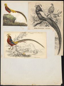 Chrysolophus pictus - 1700-1880 - Print - Iconographia Zoologica - Special Collections University of Amsterdam - UBA01 IZ16900252