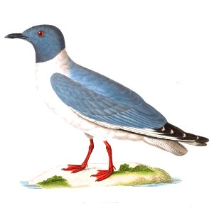 Chroicocephalus philadelphia 1838 color-corrected