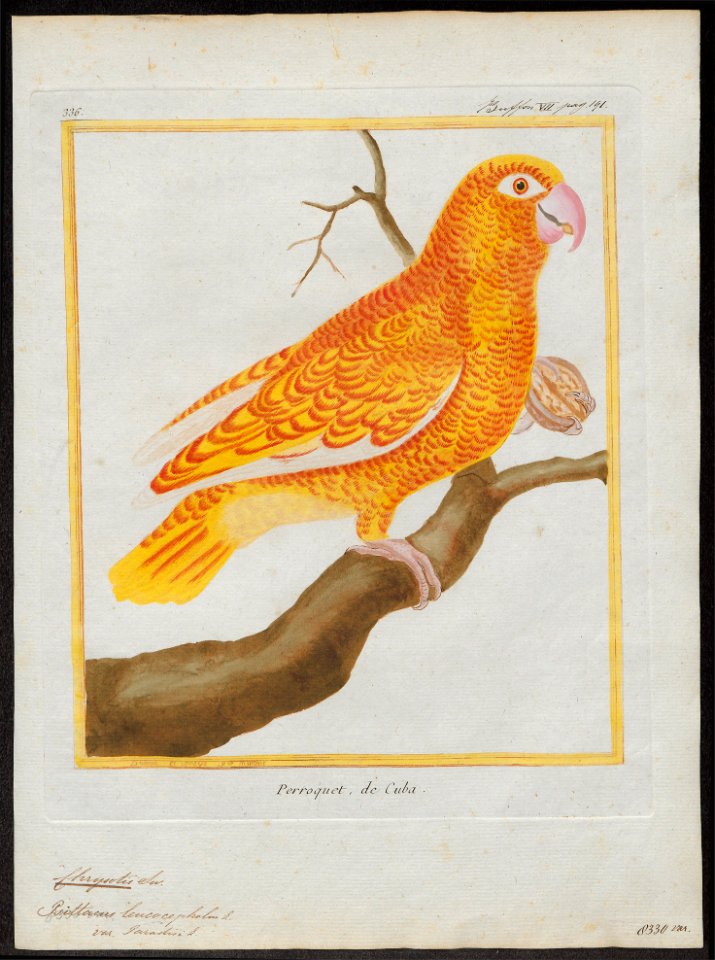Chrysotis leucocephalus - 1700-1880 - Print - Iconographia Zoologica - Special Collections University of Amsterdam - UBA01 IZ18600125