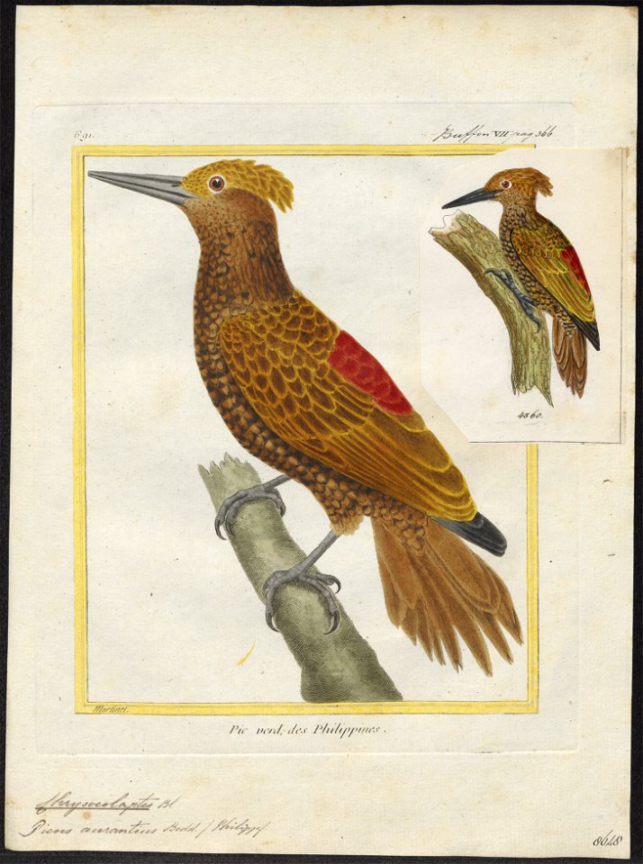 Chrysocolaptes aurantius - 1700-1880 - Print - Iconographia Zoologica - Special Collections University of Amsterdam - UBA01 IZ18700177