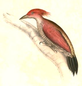 Chrysophlegma miniaceum Hardwicke