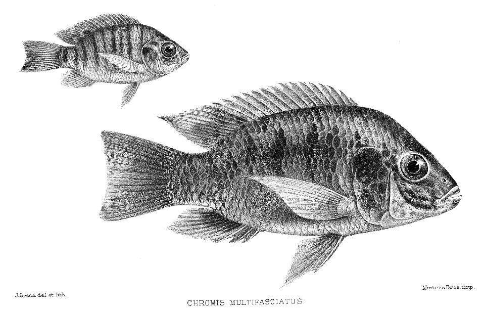Chromis multifasciatus
