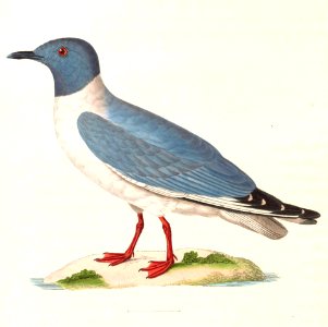 Chroicocephalus philadelphia 1838. Free illustration for personal and commercial use.