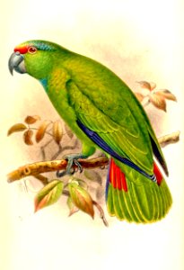ChrysotisChloronotaKeulemans (cropped)