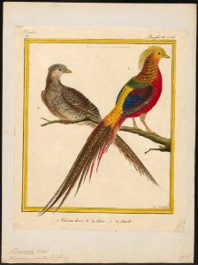Chrysolophus pictus - 1700-1880 - Print - Iconographia Zoologica - Special Collections University of Amsterdam - UBA01 IZ16900244