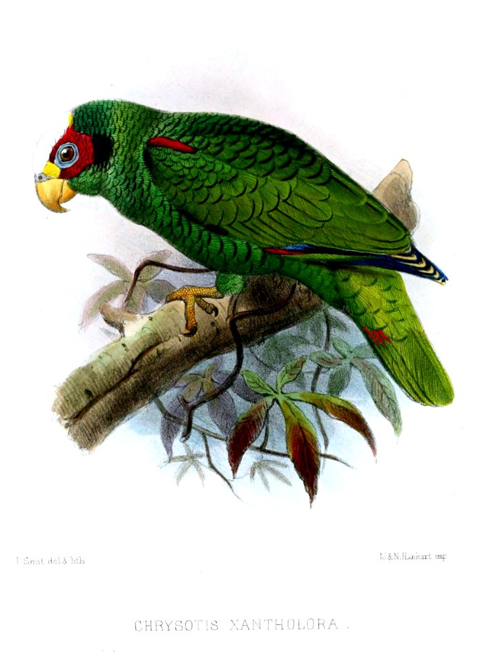 ChrysotisXantholoraSmit