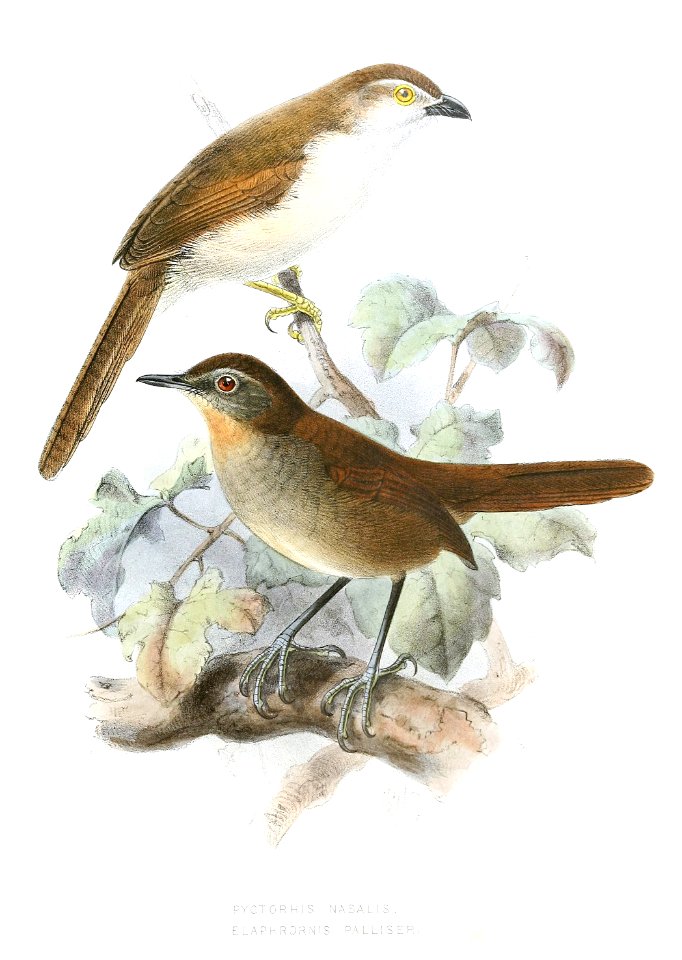ChrysommaSinenseLegge