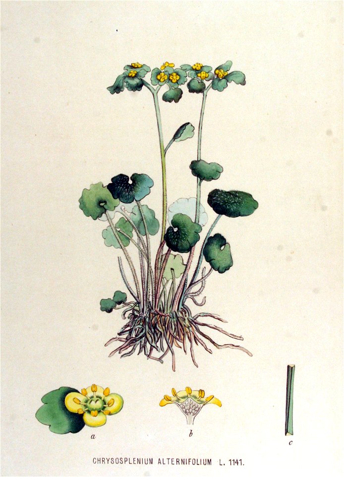 Chrysosplenium alternifolium — Flora Batava — Volume v15