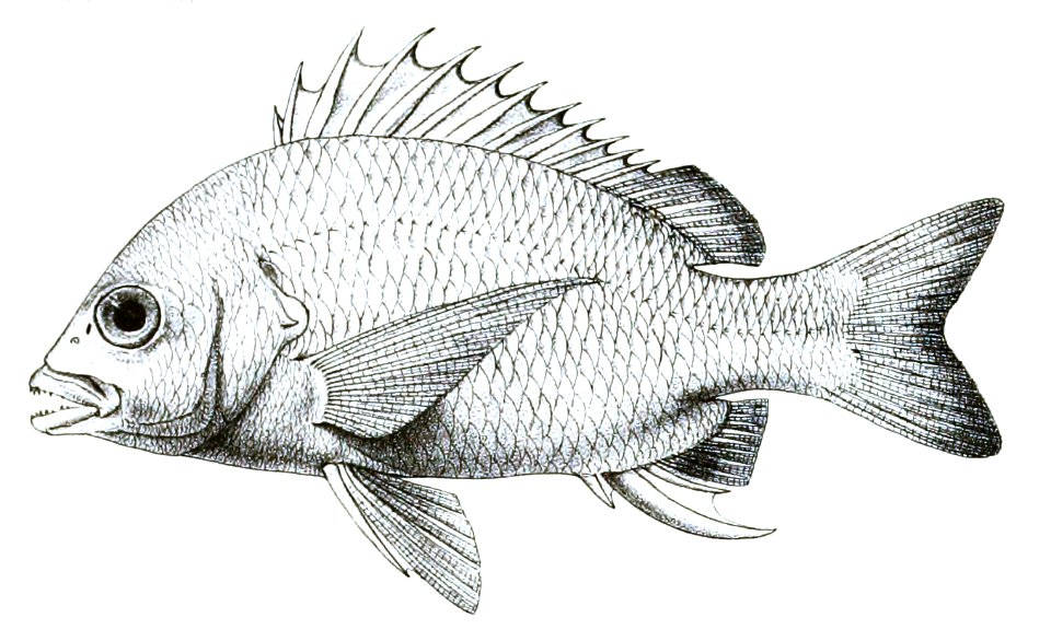 Chrysophrys datnia Ford 34