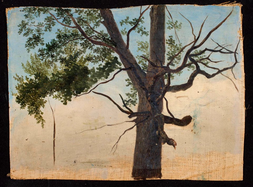 Chrystian Breslauer - Solitary tree - MP 3213 MNW - National Museum in Warsaw