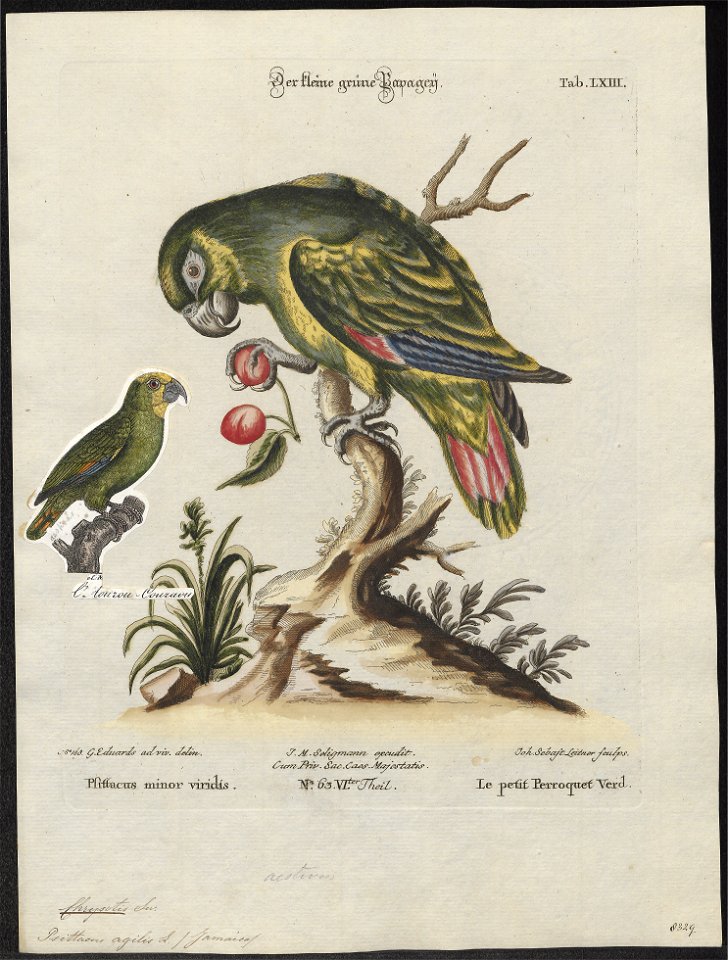 Chrysotis agilis - 1700-1880 - Print - Iconographia Zoologica - Special Collections University of Amsterdam - UBA01 IZ18600119