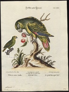 Chrysotis agilis - 1700-1880 - Print - Iconographia Zoologica - Special Collections University of Amsterdam - UBA01 IZ18600119