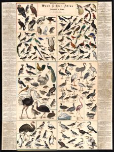 Chstematisch zusammengesteilter Wand, Bilder, Atlas zur Naturgeschichte der Bögel - von C. Gilbert Wheeler, professor der Chemie und 'Lehrer der Zoologie au der Universtat zu Chicago. LCCN2006685446
