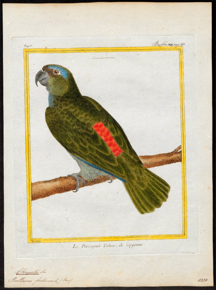 Chrysotis festiva - 1700-1880 - Print - Iconographia Zoologica - Special Collections University of Amsterdam - UBA01 IZ18600113