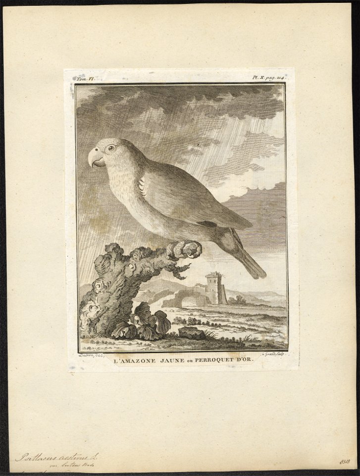 Chrysotis aestiva - 1700-1880 - Print - Iconographia Zoologica - Special Collections University of Amsterdam - UBA01 IZ18600111