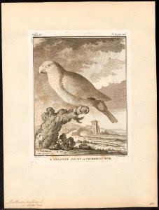 Chrysotis aestiva - 1700-1880 - Print - Iconographia Zoologica - Special Collections University of Amsterdam - UBA01 IZ18600111