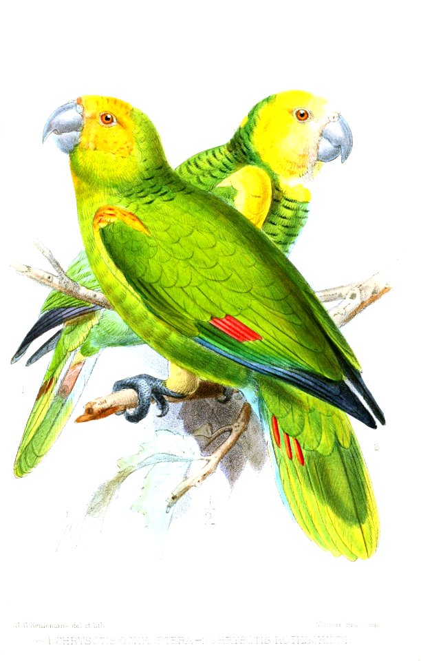 Chrysotis2Keulemans