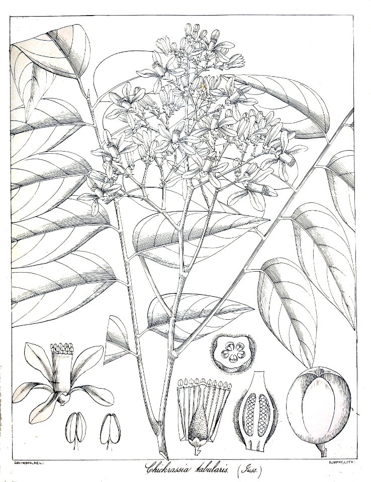 Chukrasia tabularis Govindoo