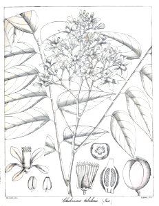 Chukrasia tabularis Govindoo