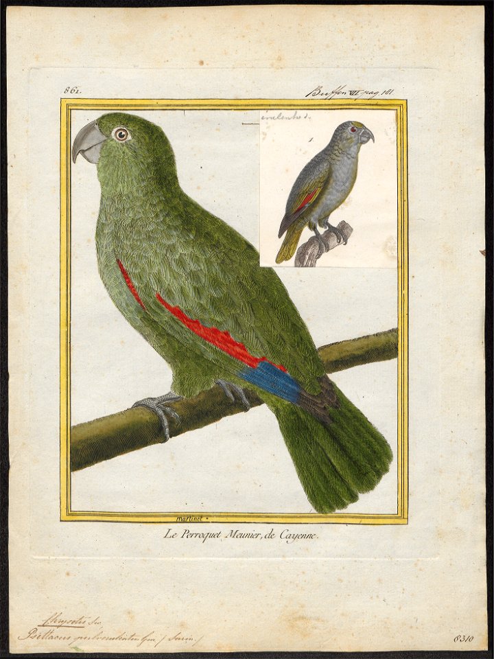 Chrysotis farinosa - 1700-1880 - Print - Iconographia Zoologica - Special Collections University of Amsterdam - UBA01 IZ18600097