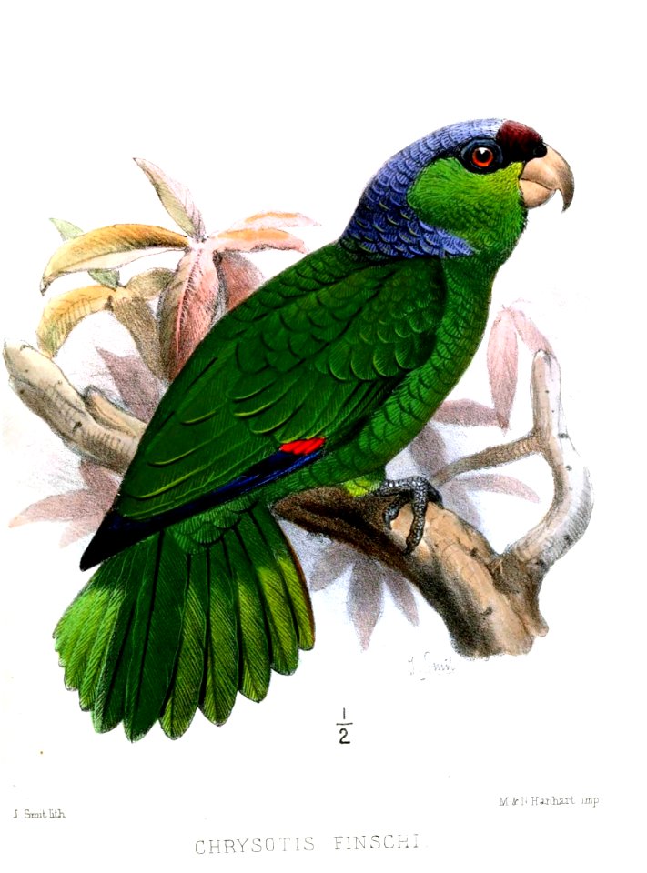 ChrysotisFinschiSmit