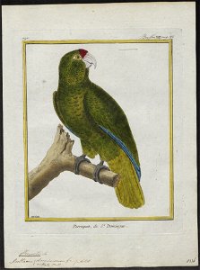 Chrysotis vittata - 1700-1880 - Print - Iconographia Zoologica - Special Collections University of Amsterdam - UBA01 IZ18600133