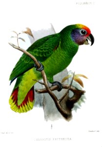 ChrysotisErythruraSmit
