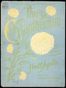 Chrysanthemum 1