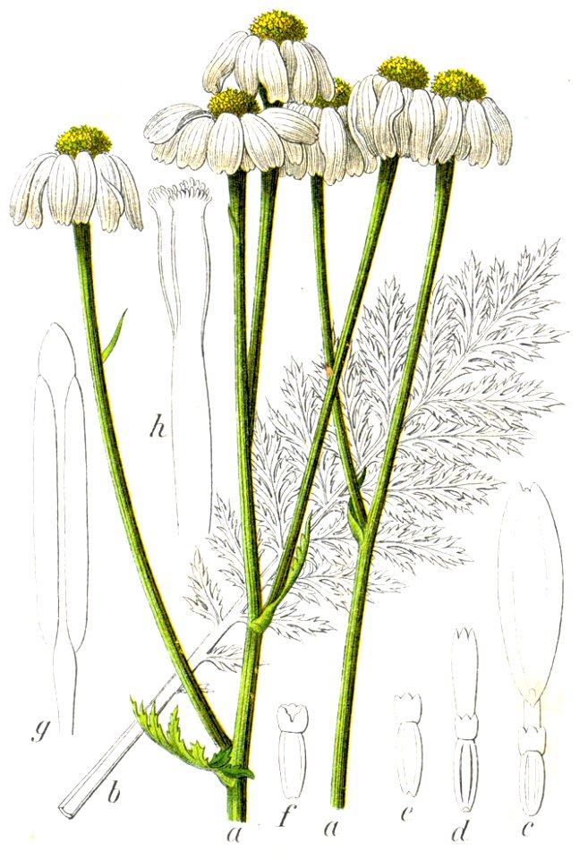 Chrysanthemum corymbosum Sturm48