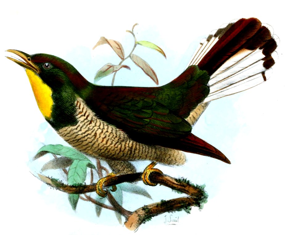 ChrysococcyxFlavigularisSmit