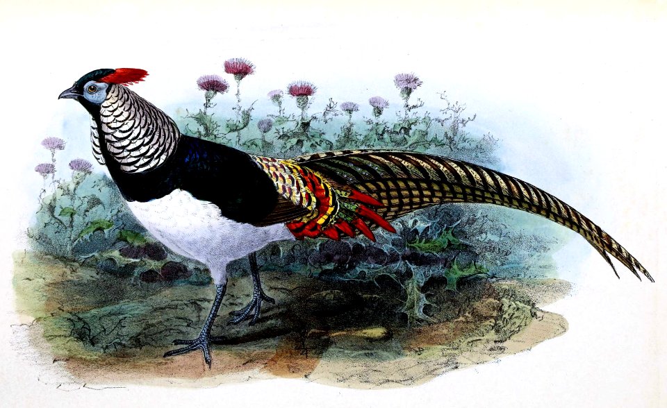 Chrysolophus amherstiae 1876