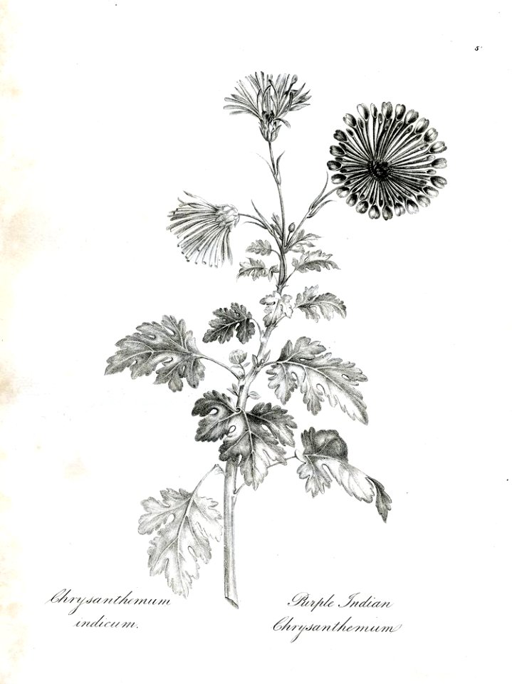 Chrysanthemum indicum (BM 1899,0713.208.5)