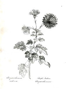 Chrysanthemum indicum (BM 1899,0713.208.5)