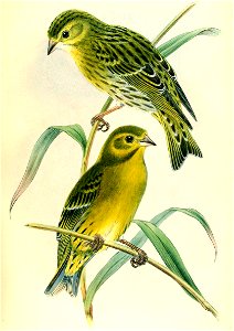 ChrysomitrisThibetanaHart