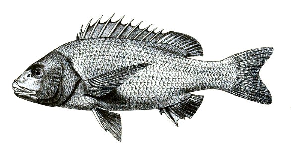 Chrysophrys cuvieri Ford 34