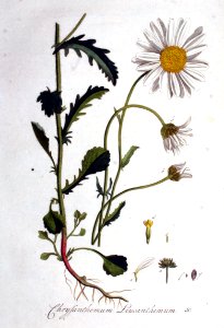 Chrysanthemum leucanthemum — Flora Batava — Volume v1
