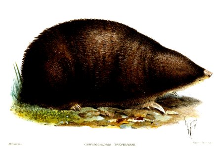 ChrysochlorisTrevelyaniSmith