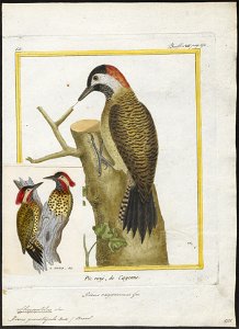 Chrysoptilus punctigula - 1700-1880 - Print - Iconographia Zoologica - Special Collections University of Amsterdam - UBA01 IZ18700325