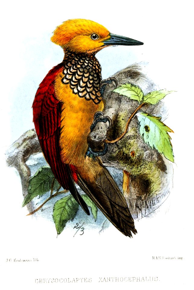 ChrysocolaptesXanthocephalusKeulemans