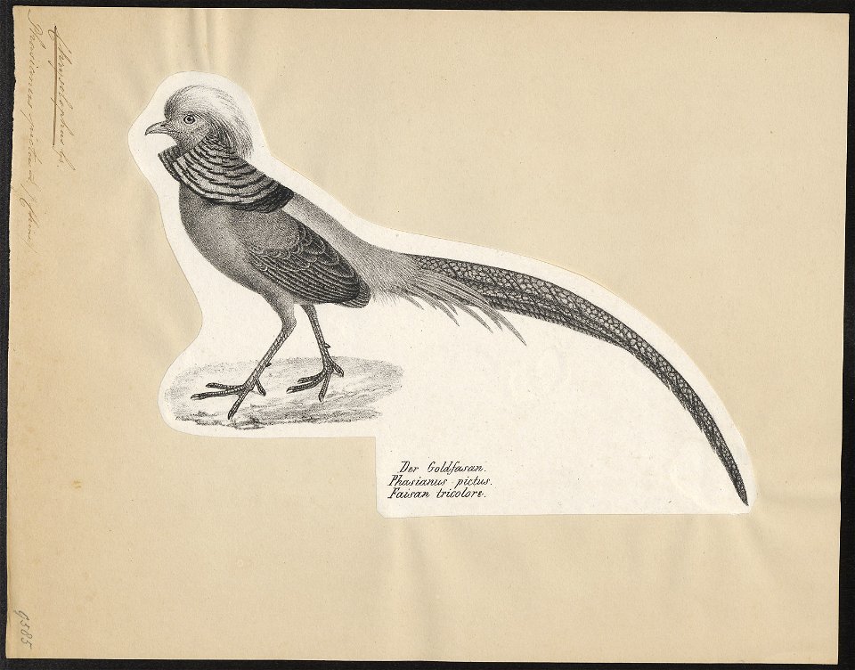 Chrysolophus pictus - 1809-1845 - Print - Iconographia Zoologica - Special Collections University of Amsterdam - UBA01 IZ16900254