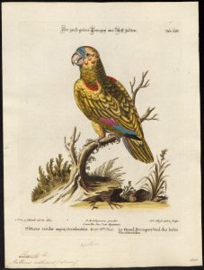 Chrysotis aestiva - 1700-1880 - Print - Iconographia Zoologica - Special Collections University of Amsterdam - UBA01 IZ18600109