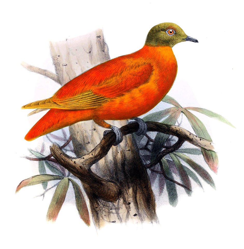 Chrysoenas victor
