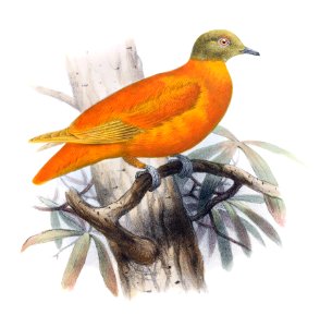 Chrysoenas victor
