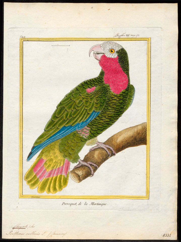 Chrysotis collaria - 1700-1880 - Print - Iconographia Zoologica - Special Collections University of Amsterdam - UBA01 IZ18600131