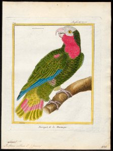 Chrysotis collaria - 1700-1880 - Print - Iconographia Zoologica - Special Collections University of Amsterdam - UBA01 IZ18600131