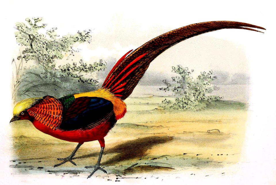 Chrysolophus pictus 1869