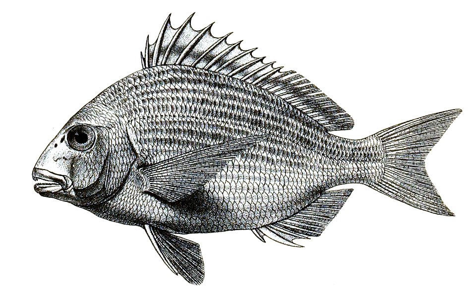Chrysophrys sarba Ford 34