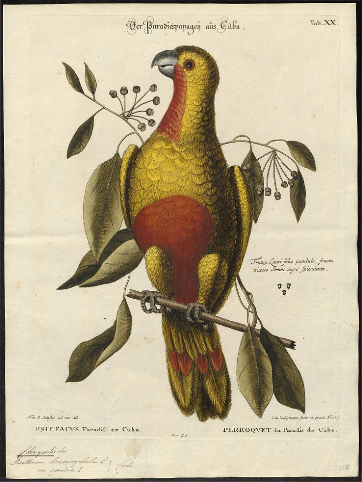 Chrysotis leucocephalus - 1700-1880 - Print - Iconographia Zoologica - Special Collections University of Amsterdam - UBA01 IZ18600127