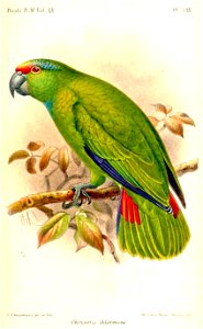 ChrysotisChloronotaKeulemans